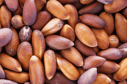 Himalayan Pine Nuts In Shell