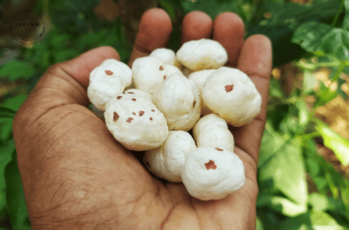 Lotus Seeds Jumbo